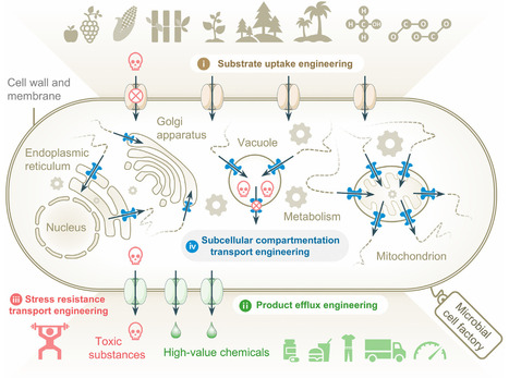 Transporter engineering in microbial cell factories | tin | RMH | Scoop.it