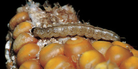 Cultiver sans produits de protection des plantes, c&rsquo;est possible&nbsp;? Un rapport europ&eacute;en fait le point - DEBA | Pour innover en agriculture | Scoop.it