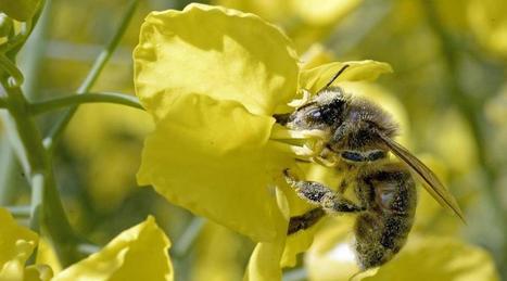 Un appel aux d&eacute;put&eacute;s pour interdire les pesticides tueurs d'abeilles | EntomoNews | Scoop.it