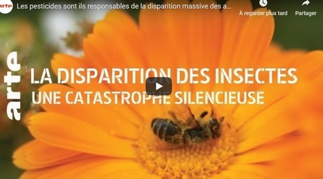 Le rôle des pesticides dans la disparition des abeilles (+vidéo) | Toxique, soyons vigilant ! | Scoop.it