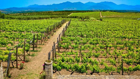 ALIMENTATION : Récolte mondiale, consommation... Pour le vin, tous les signaux sont au rouge | ALIMENTATIONS | Scoop.it