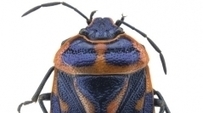 Annotated checklist of the Hemiptera Heteroptera of the Site of Community Importance and Special Area of Conservation “Alpi Marittime” (NW Italy) | Biodiversité | Scoop.it