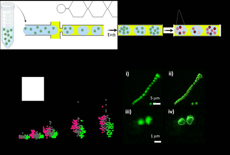 Quantitative analysis of bacterial cell-cell communication at the single-cell level using microdroplet arrays | ComB | RMH | Scoop.it