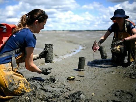 Sur le bassin d'Arcachon, la délicate préservation d'une plante "refuge de la biodiversité" | Biodiversité | Scoop.it