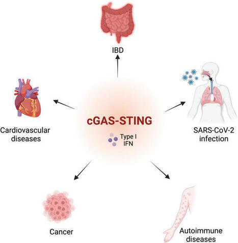 The role of the cGAS-STING signaling pathway in viral infections, inflammatory and autoimmune diseases | Acta Pharmacologica Sinica | Mucosal Immunity | Scoop.it