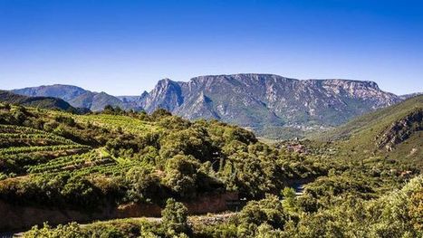 Dans les vignes de l'Hérault (1/4) A pied, autour de Saint-Chinian | Mon passeport pour le monde | Gastronomie - Oenotourisme en Languedoc | Scoop.it