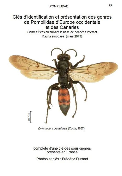 (PDF) Clef d'identification et présentation des genres de Pompilidae d'Europe occidentale et des Canaries | Insect Archive | Scoop.it