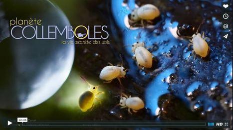 Les collemboles artisans de la terre | Variétés entomologiques | Scoop.it