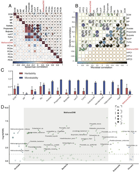 Host genetic regulation of rumen 6-hydroxymelatonin reduces methane emissions in dairy cattle | pnas | RMH | Scoop.it