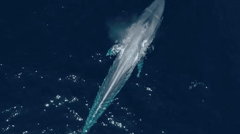 Biodiversité : traquées par les touristes au SriLanka, les baleines bleues prennent le large | Biodiversité | Scoop.it