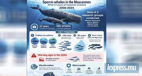 Biodiversit&eacute; marine : Cachalots des Mascareignes : la fragile survie d&rsquo;une petite population | Revue de presse C&eacute;tac&eacute;s | Scoop.it