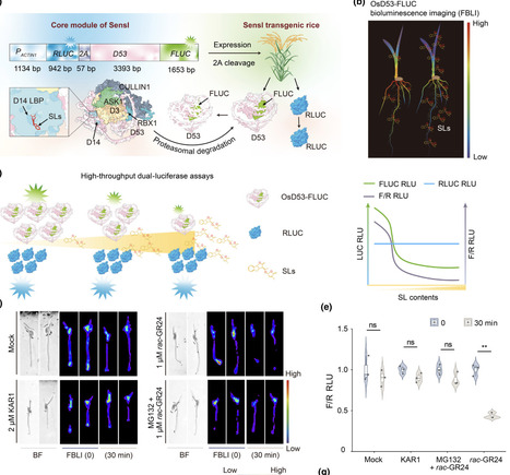 Sensl: a synthetic biology sensor for tracking strigolactone signaling in rice | Nphy | RMH | Scoop.it