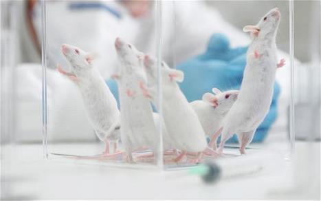 Les tests pour la commercialisation de produits chimiques et d'OGM sont faussés par l'alimentation des rats de laboratoire | Think outside the Box | Scoop.it