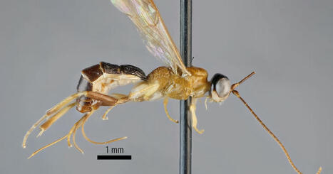Åboforskare upptäckte nytt insektsläkte: ”En parasitstekel kunde namnges efter min fru” | Åboland | 1Uutiset - Lukemisen tähden | Scoop.it