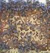 Can behavior be controlled by genes? The case of honeybee work assignments | e! Science News | Longevity science | Scoop.it
