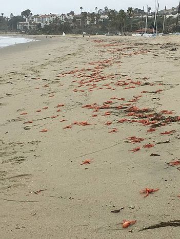 Lobsters Washed Ashore? - Santa Barbara News - Edhat | Coastal Restoration | Scoop.it