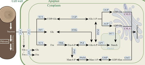 Engineering Plant-Based Platforms for Saccharide Biosynthesis: Progress and Prospects | acs | RMH | Scoop.it