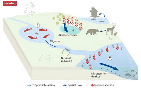 #Oceans :Study shows impacts of invasive species transcend ecosystem boundaries | World Oceans News | Scoop.it