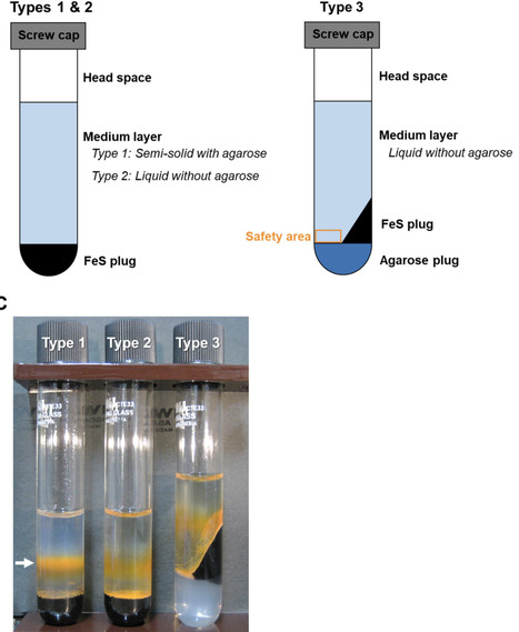 Custom-made medium approach for effective enrichment and isolation of chemolithotrophic iron-oxidizing bacteria | fems | RMH | Scoop.it