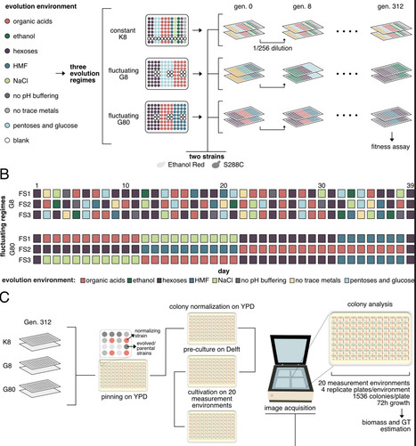 Impact of fluctuating environments on the fitness and robustness of evolving laboratory and industrial Saccharomyces cerevisiae strains | brve | RMH | Scoop.it