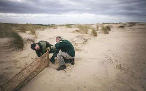 Littoral : comment sont nées nos dunes… il y a 300 ans | Landes | Scoop.it