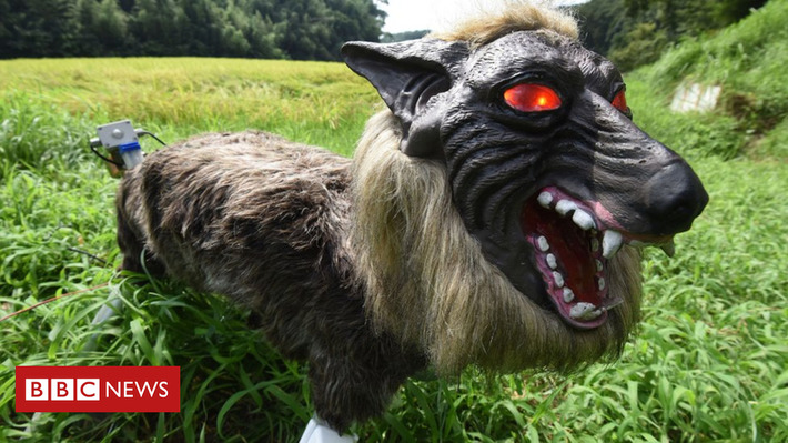'Super Monster Wolf' a success in Japan farming trials | WHY IT MATTERS: Digital Transformation | Scoop.it