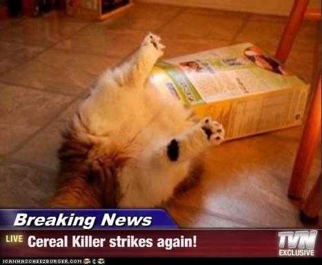 Breaking News - Lolcats 'n' Funny Pictures of Cats - I Can Has Cheezburger? | Lolcats | Scoop.it