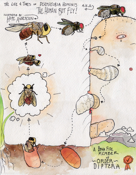 Le cycle de vie de la mouche Dermatobia hominis | Variétés entomologiques | Scoop.it