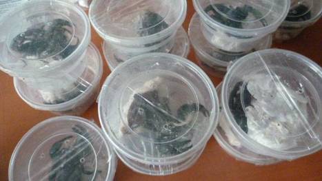 Les scorpions saisis à Roissy vont être proposés à des zoos ou à des insectariums | EntomoNews | Scoop.it