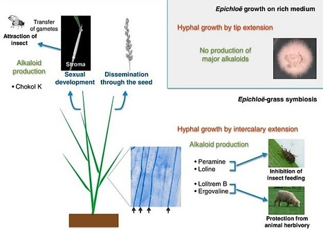 Current Opinion in Plant Biology: Fungal endophytes of grasses (2012) | Plants and Microbes | Scoop.it