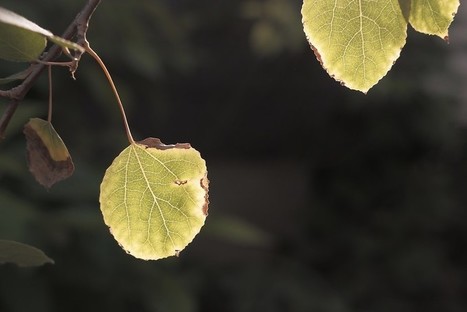 Fujifilm X-T200 (Bayer) Film Simulation Recipe: Golden Negative /&nbsp;Fuji X Weekly photography Ritchie Roesch | Fujifilm X Series APS C sensor camera | Scoop.it
