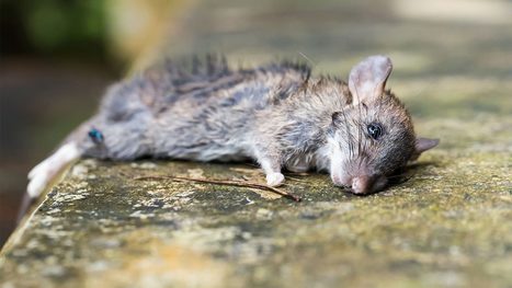 ‘Undead’ genes come alive days after life ends - Science | Genetics - GEG Tech top picks | Scoop.it