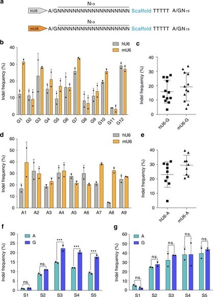 Optimized CRISPR guide RNA design for two high-...
