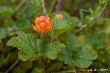 Valokki - Nettikasvio - Verkkokasvio - Virtuaalikasvio - Kasvikokoelma | 1Uutiset - Lukemisen t&auml;hden | Scoop.it