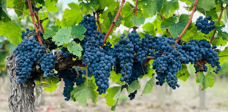 Comment conserver les ar&ocirc;mes du vin, malgr&eacute; le r&eacute;chauffement climatique - The conversation | Pour innover en agriculture | Scoop.it