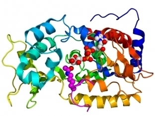 Protein that boosts longevity may protect against diabetes | Longevity science | Scoop.it