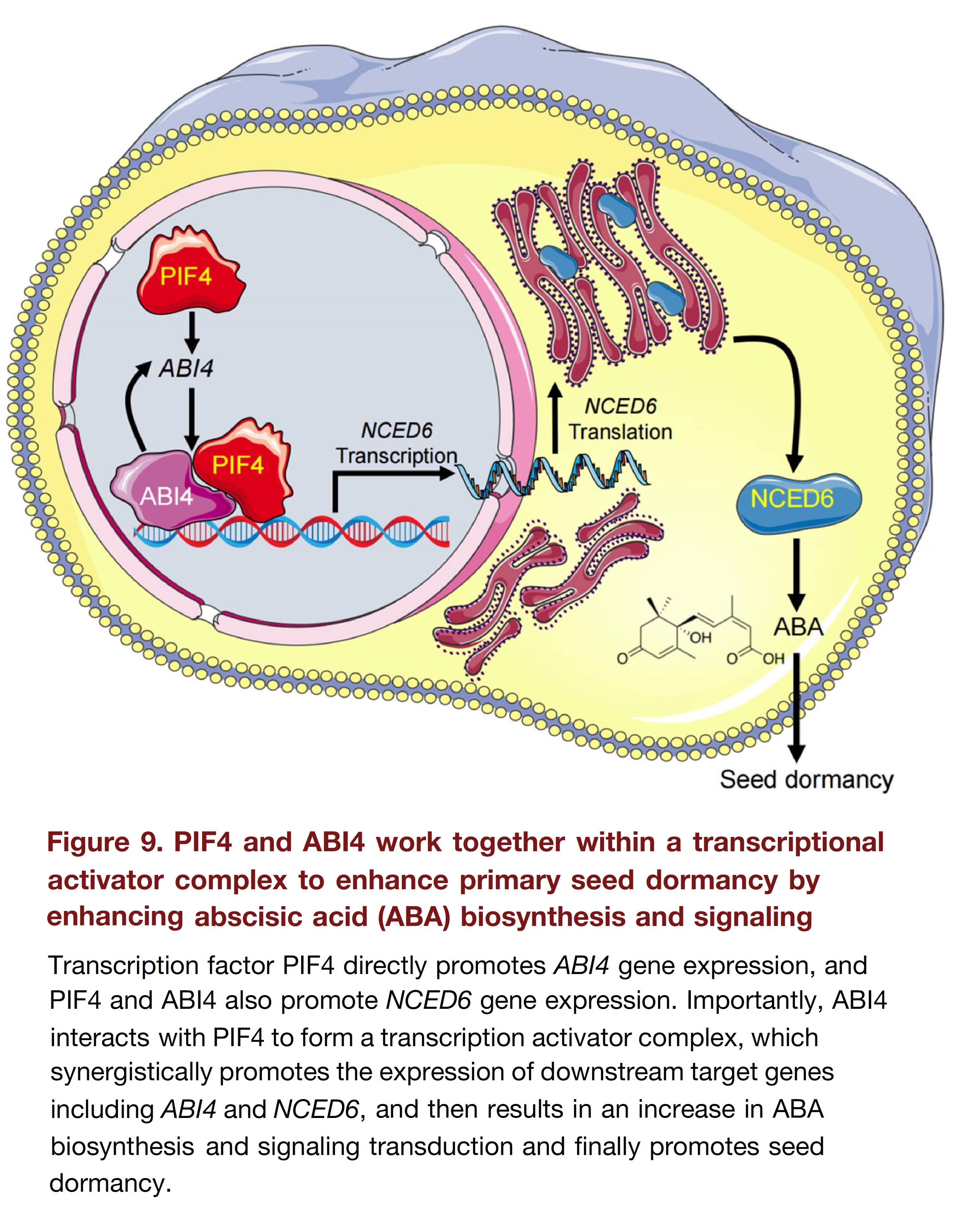 PIF4 interacts with ABI4 to serve as a transcri...