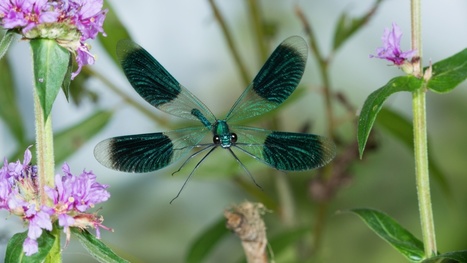 Macrophotographie numérique "Les insectes en vol pris sur le vif" | Variétés entomologiques | Scoop.it