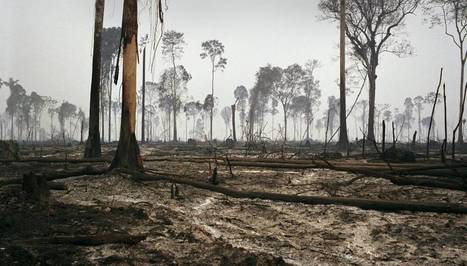 Deforestación en Amazonia sería peor de lo estimado | Educación, TIC y ecología | Scoop.it