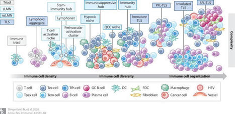 Spatial compartmentalization and the organization of immune cells into&hellip; | Pirouz Daftarian | Immunology | Scoop.it