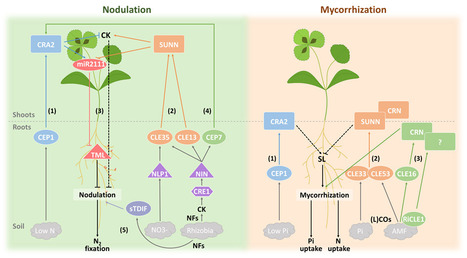 Peptides de signalisation et endosymbioses | Life Sciences Universit&eacute; Paris-Saclay | Scoop.it