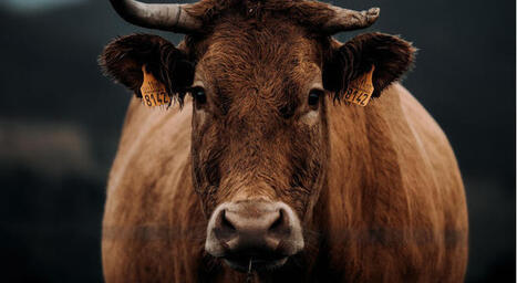 Les 10 mesures d’INTERBEV pour relancer la production française de ruminants et réduire les importations | SCIENCES DE L' ANIMAL | Scoop.it