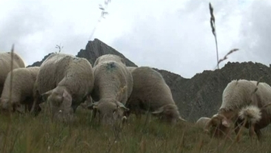 Attaque de loups : les éleveurs ne décolèrent pas - Alpes de Haute-Provence - France 3 Régions - France 3 | Loup | Scoop.it