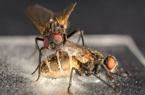 Pour assurer sa dispersion, un champignon incite les mouches mâles à s'accoupler avec des femelles mortes | EntomoNews | Scoop.it