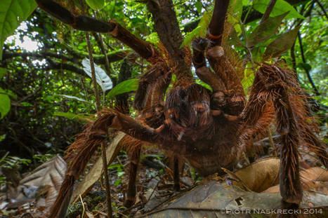 Do Amazon birdeater spiders really eat birds? | RAINFOREST EXPLORER | Scoop.it