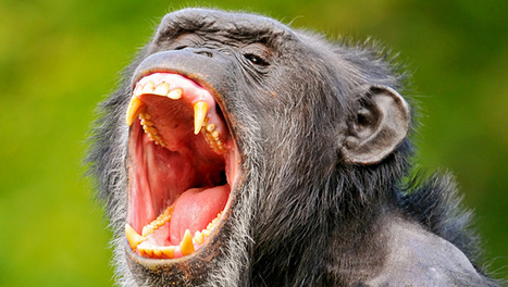 Chimpanzee study reveals why yawning is contagious and shows underlying empathy | Empathy and Animals | Scoop.it