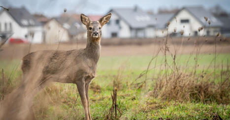 L'interdiction de la chasse dans un rayon de 150 m&egrave;tres autour des habitations est d'ordre public | Biodiversit&eacute; - @ZEHUB on Twitter | Scoop.it