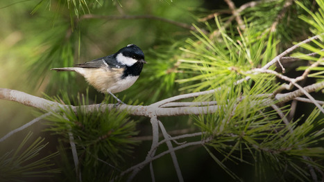 Aix-Marseille-Provence subventionne une campagne de prospection naturaliste | Biodiversité | Scoop.it