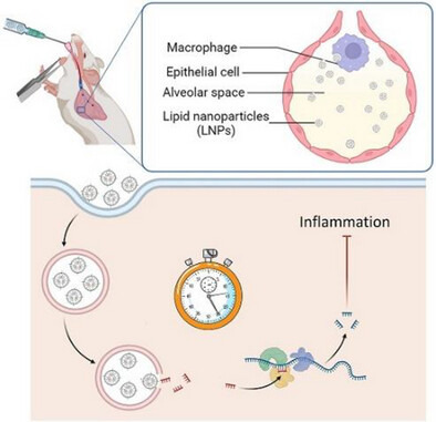 L’administration pulmonaire de nanoparticules lipidiques chargées en ARN interférents anti-TNFα chez la souris permet une récupération rapide en cas de syndrome de syndrome de détresse respiratoire | Life Sciences Université Paris-Saclay | Scoop.it