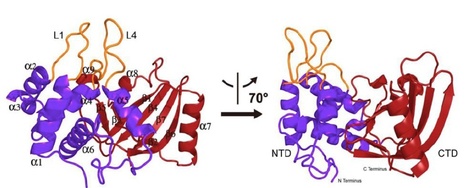 JBC: Structure function analysis of an ADP-ribosyltransferase type III effector and its RNA-binding target in plant immunity | Plants and Microbes | Scoop.it